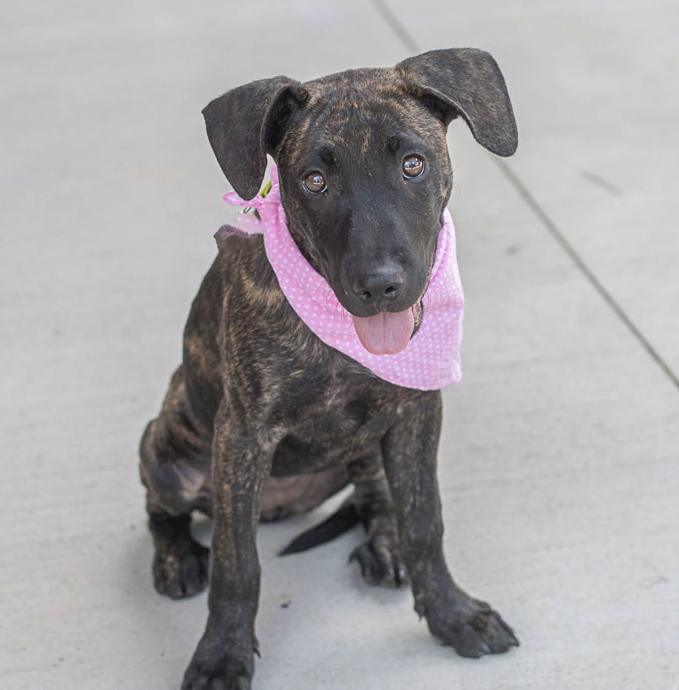 adoptable Dog in Charlotte, NC named Star