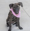 adoptable Dog in  named Star