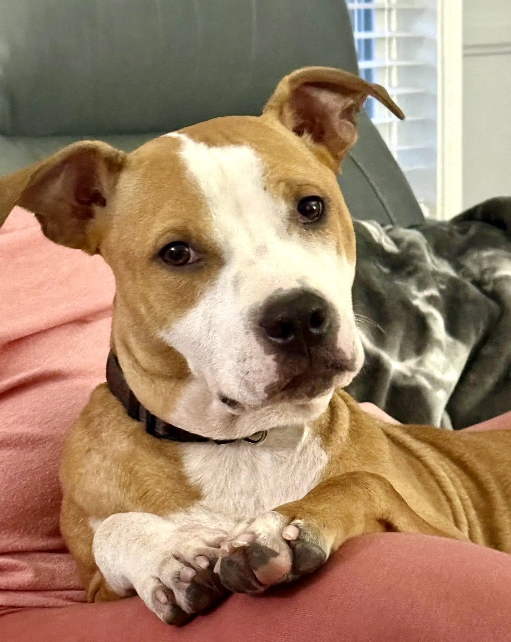 Dash - Pit Bull Terrier