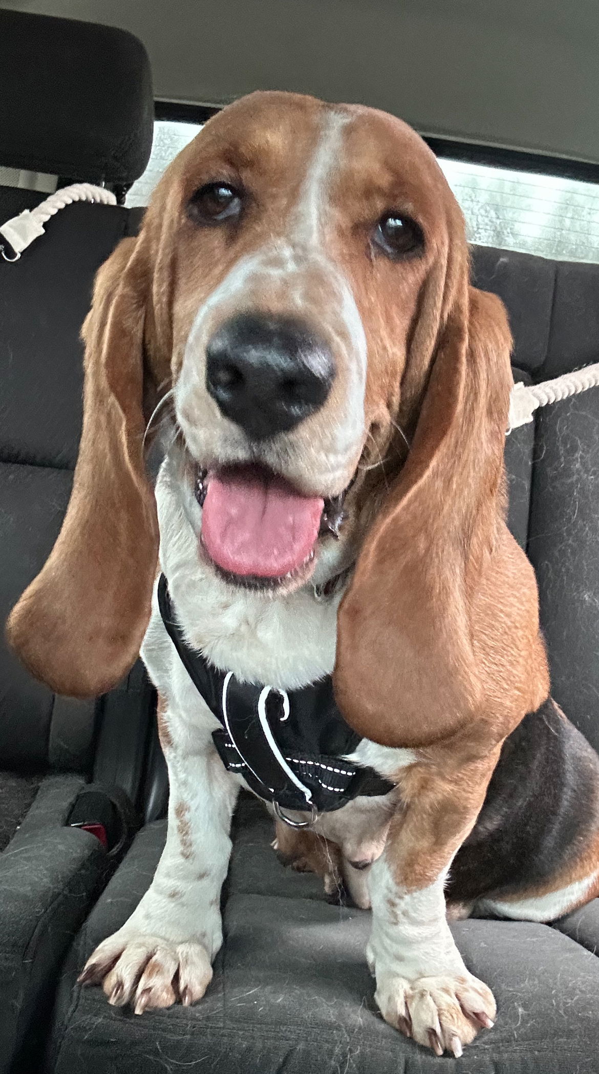 Dog for Adoption - Maybelle, a Basset Hound in Columbus, OH | Alpha Paw