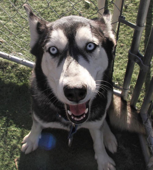 picture of the dog needing adoption