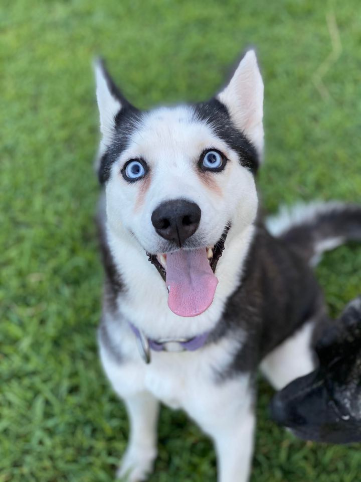 Lila