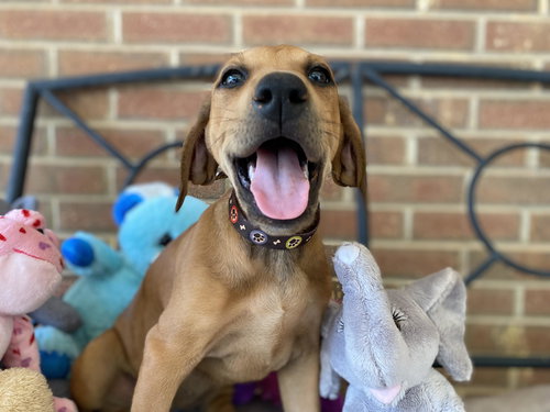 picture of the dog needing adoption