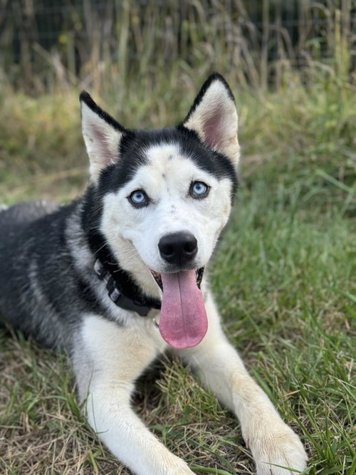 Lexie, an adoptable Siberian Husky in Randleman , NM