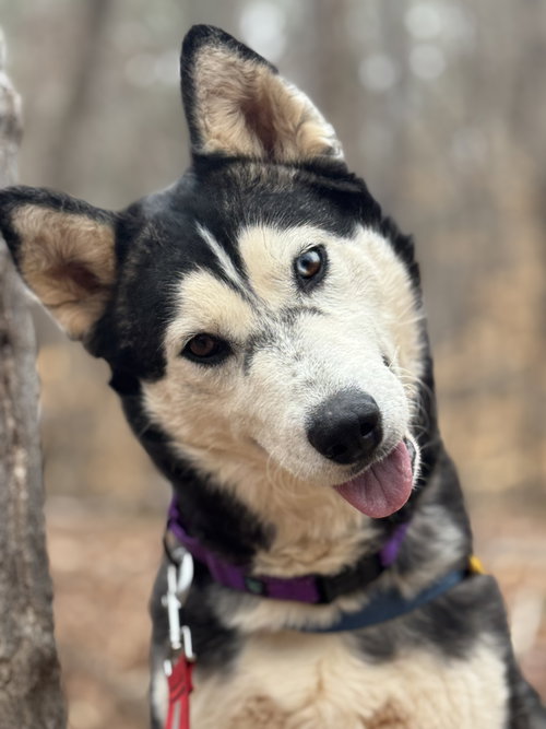 picture of the dog needing adoption
