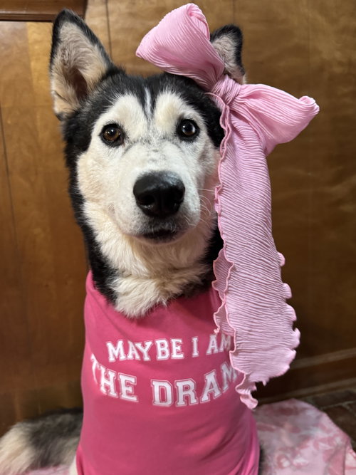 Niki, an adoptable Siberian Husky in Randleman , NM