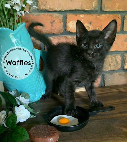 Waffles