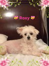 Roxy