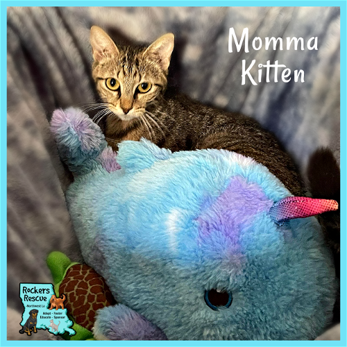 Momma Kitten