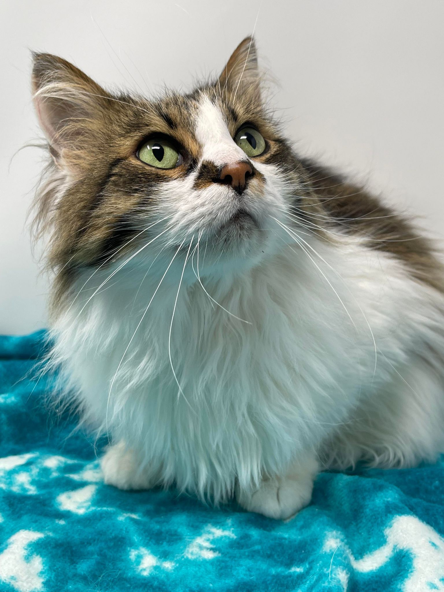 Cats for Adoption in Springhill, Louisiana Alpha Paw