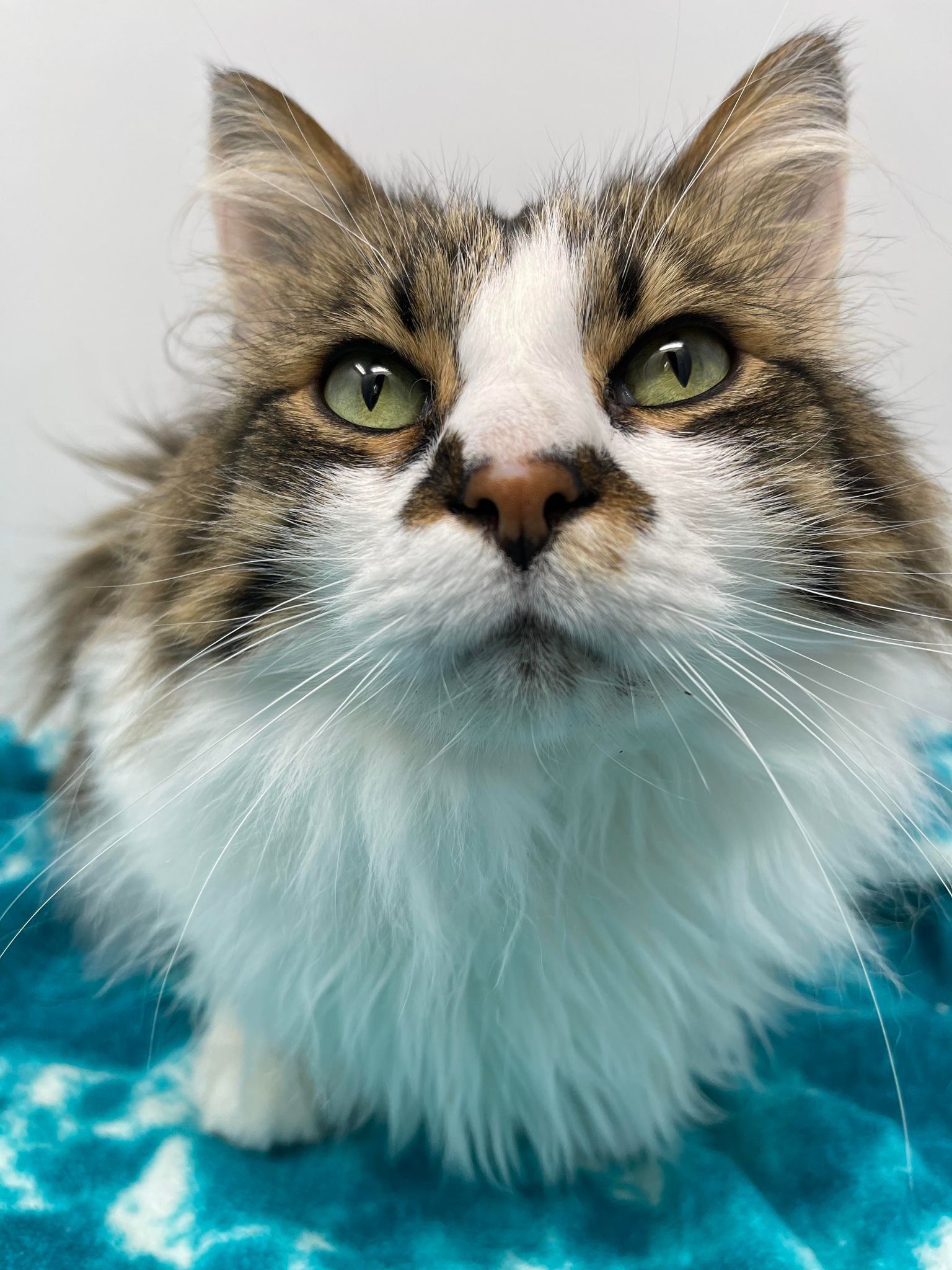 Cats for Adoption in Springhill, Louisiana Alpha Paw