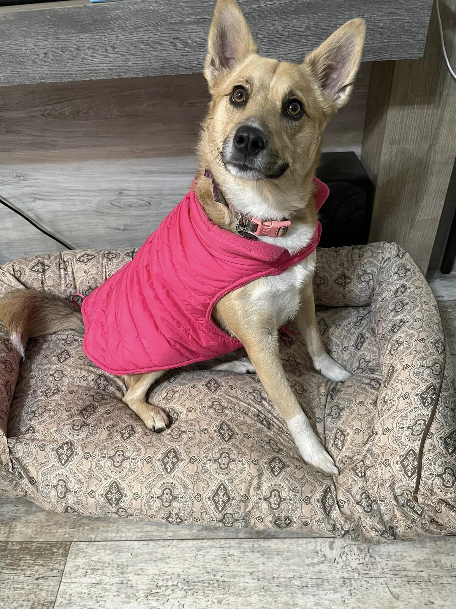 adoptable Dog in Greenwood, LA named Luna Rae