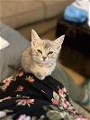 Belle Kitten