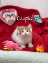 Cupid