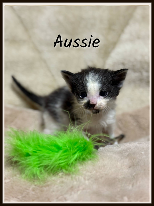 Aussie