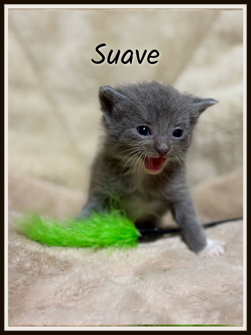 Suave