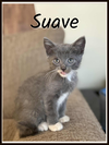 Suave