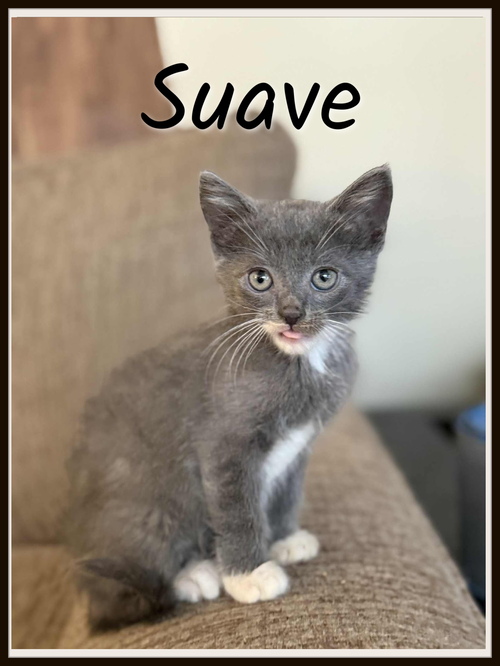 Suave