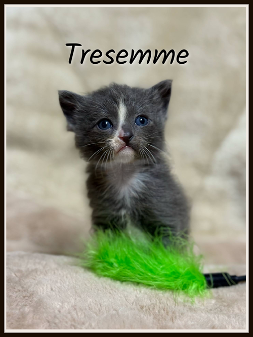 Tresemme