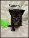 Pantene