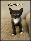 Pantene