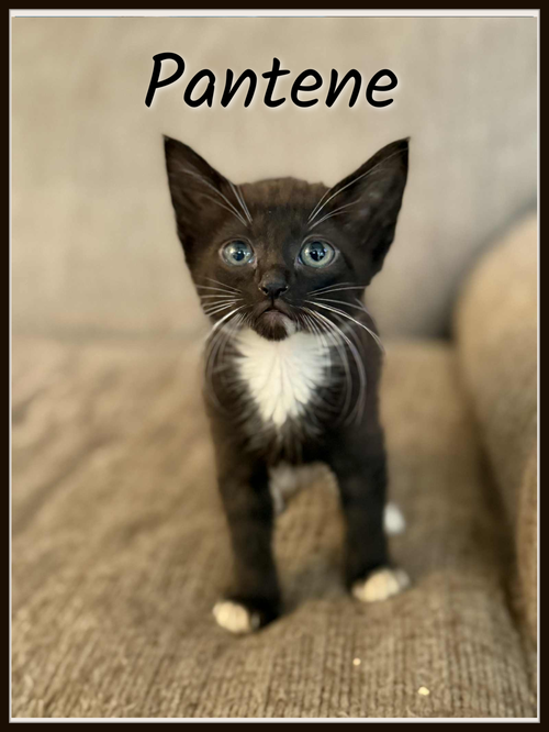 Pantene