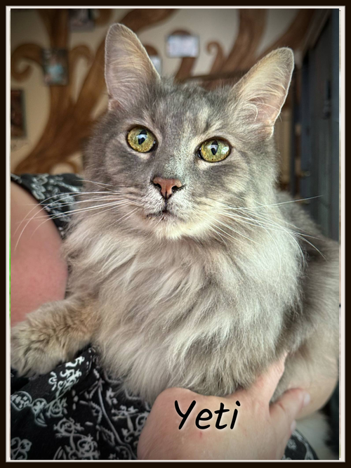 Yeti