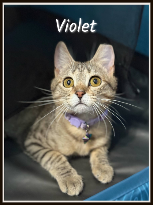 Violet