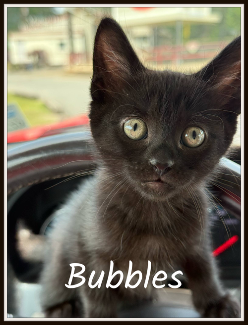 Bubbles