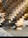 Garnier - Shampoo Kitten