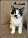 Aussie- Shampoo Kitten