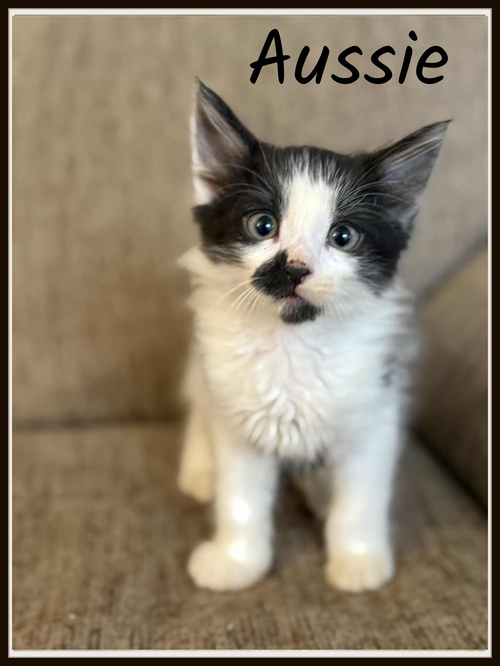 Aussie- Shampoo Kitten