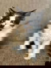 Aussie- Shampoo Kitten