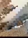 Suave- Shampoo Kitten
