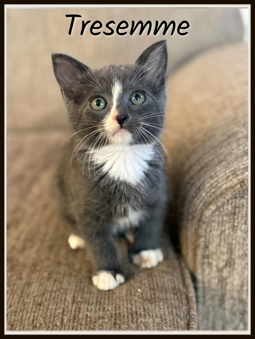 Tresemme -Shampoo Kitten