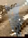 Tresemme -Shampoo Kitten