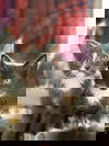 Tresemme -Shampoo Kitten
