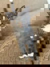 Tresemme -Shampoo Kitten