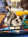 Aussie