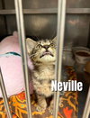 Neville