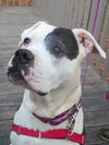 Gretchen