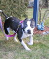 Greta