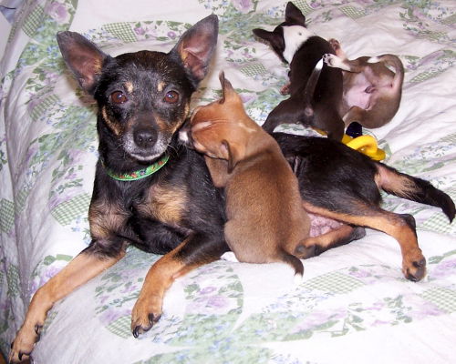Snuggles