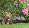 Lola