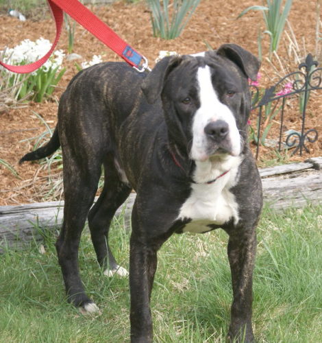 Apollo