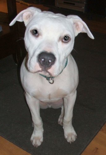 Snoopy