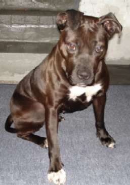 Sheeba