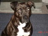 Sheeba