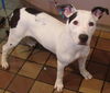 Sheena