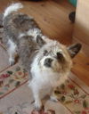 Shiloh